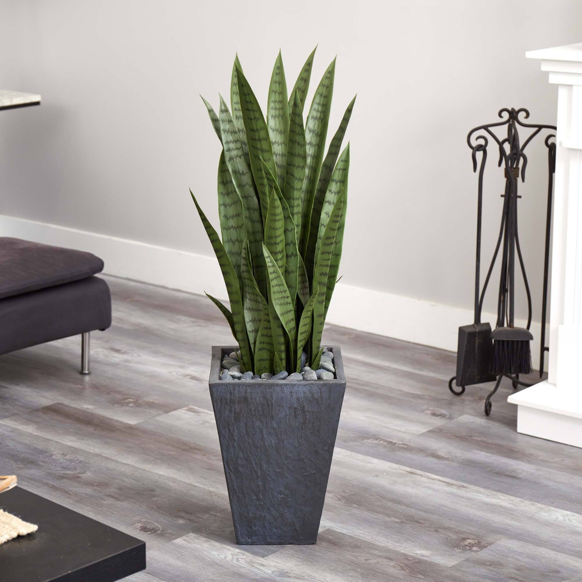 3.5ft. Snake Plant in Slate Planter